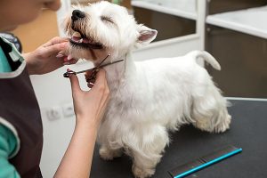 Dog full grooming services and dog groomer mobile near me