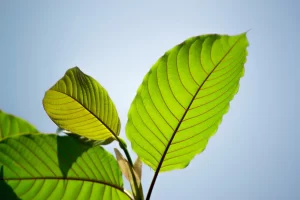 Order Kratom Online: Important Information You Should Know