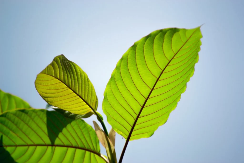 Order Kratom Online: Important Information You Should Know