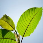 Order Kratom Online: Important Information You Should Know